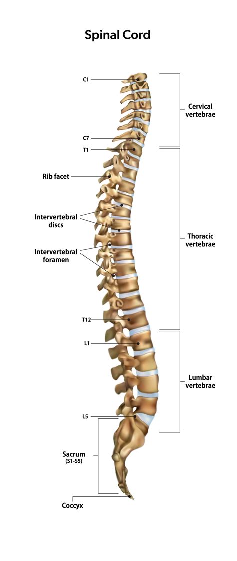 Understanding The Levels Of The Spinal Cord