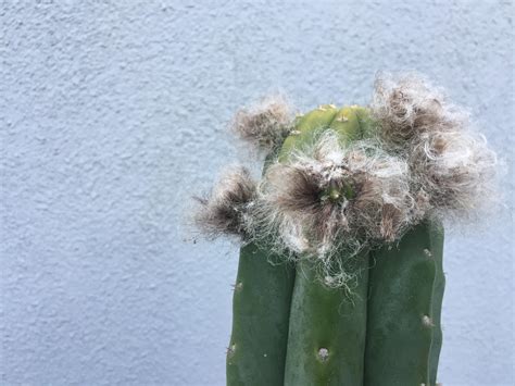 Are These Fuzzy Balls Flowers Or New Arms There Is A Green Bulbous