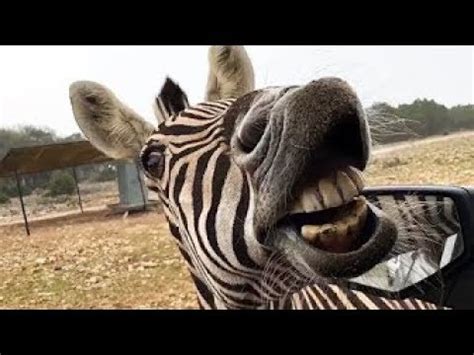 Weitere ideen zu lustige bilder, witzige bilder, lustig. VERSUCHEN Sie nicht zu LACHEN - Lustige Safaritiere ...