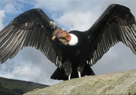 Andenkondor Der Größte Vogel Der Welt Inkatrotter