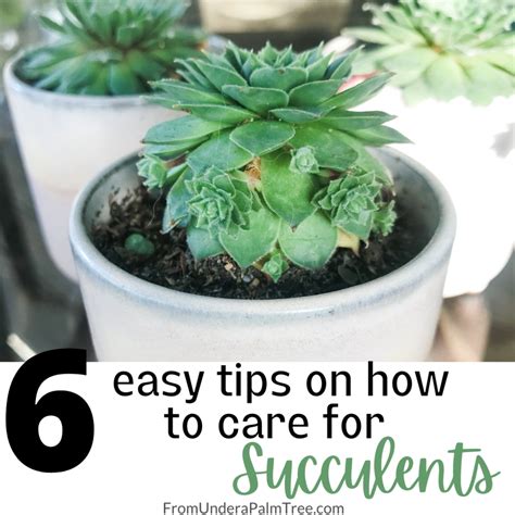 6 Easy Tips On How To Care For Succulents From Under A Palm Tree