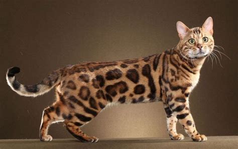 Facts About The Bengal Cats That You Should Know Bengal Cat Pretty