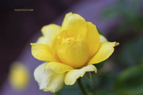 Flower Photography Tips Inspiresn