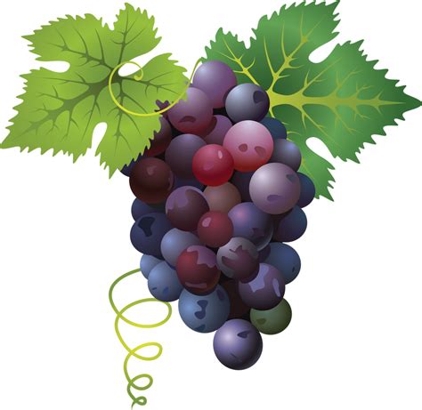 Bunch Of Grapes By Prussiaart On Deviantart