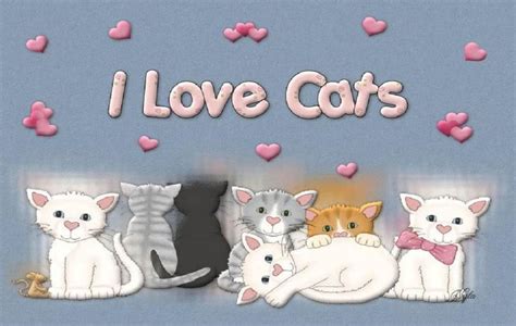 I Love Cats Cats Pinterest I Love Cats Cats And Love