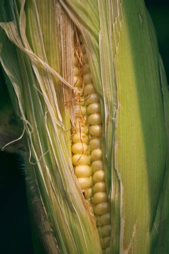 Maize Corns Zea Mays Var Amylacea Maharashtra India Stock Photo