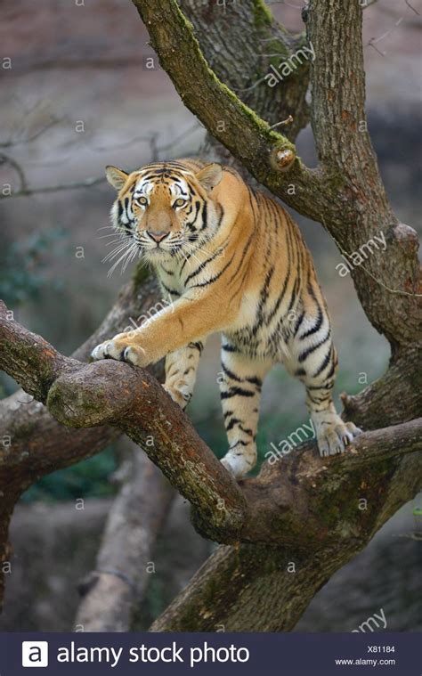 Tiger Climbing Tree High Resolution Stock Photography And Images Alamy
