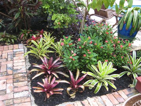 Vibrant Bromeliad Bed With Black Mulch Foundation