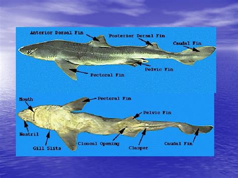 Class Chondrichthyes Cartilaginous Fish Kingdom Animalia Phylum Chordata