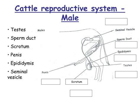 Ppt Male Reproductive Anatomy Of Cattle Powerpoint Presentation Id