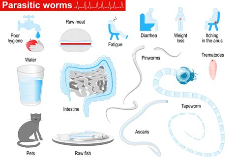 Von parasiten kann jeder mensch betroffen sein. Parasiten- Wurmerkrankung - Infografik