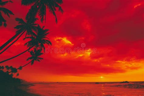 Tropical Sunset Island Beach Palm Tree Silhouettes Stock Photo Image