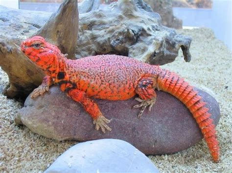 10 Ridiculously Red Reptiles Reptileworldfacts