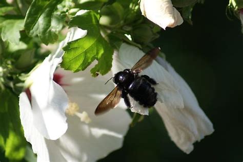 Large Black Bee Maybe A Carpenter Spp Xylocopa Tabaniformis