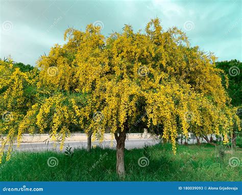 Big Yellow Blooming Mimosa Tree Spring Flowers Acacia Dealbata Stock