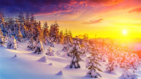 Sunset In Winter Landscape Snow Tree Trees Snowdrops