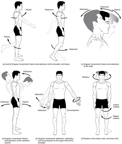 28e Types Of Body Movements Medicine Libretexts
