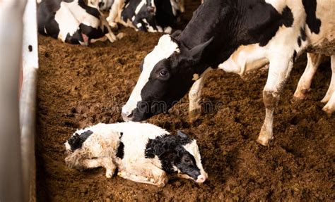 Mother Cow Licking Small Calf After Giving Birth In Cowshed Of Farm In
