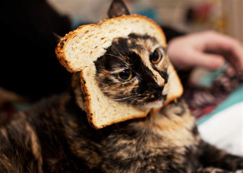 Can Cats Eat Bread Crust Nella Cosby