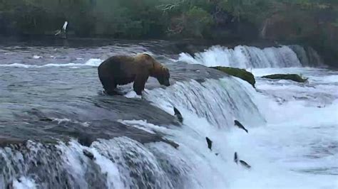 Watch Alaska Bear Cam Live Katmai National Park Bears Catch Salmon