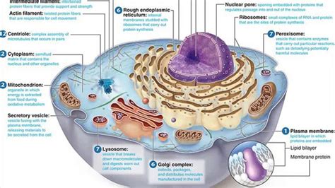 There are 13 main parts of an animal cell: Mitohondrije , Jedro, Goldzijev aparat, Endoplazmaticni r...