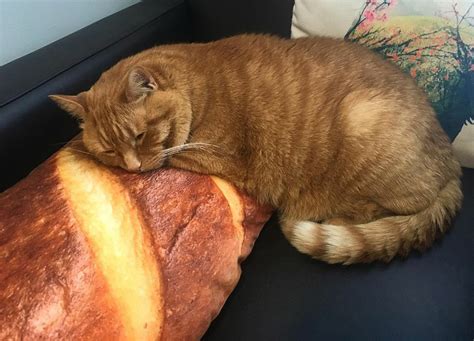 Can Cats Eat Bread Is It Good For Them Cats Bread Canning