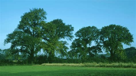 English Elm Ulmus Procera British Trees Woodland Trust