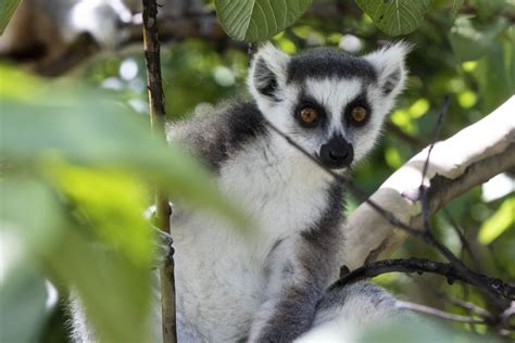 Lemur Close Up Ktuli Photography