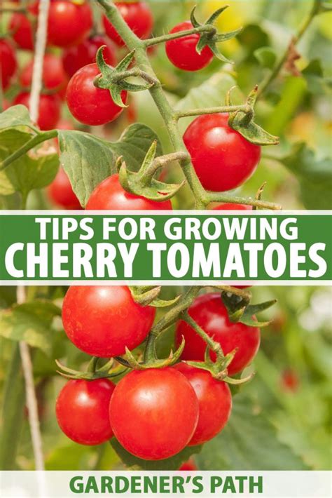 How To Grow Cherry Tomatoes Gardeners Path