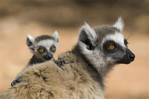 Ring Tailed Lemur Baby Clinging Photograph By Suzi Eszterhas Fine Art