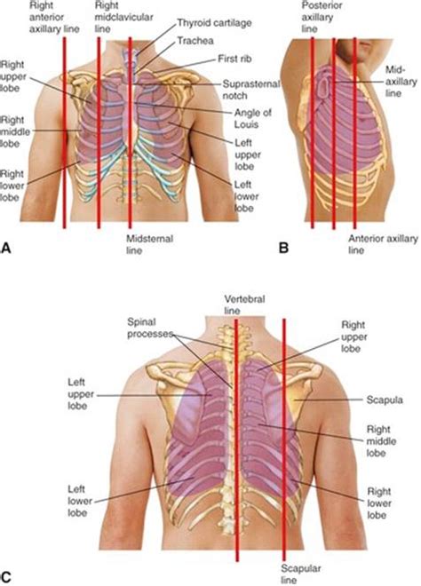 The infant has several developmental differences in the structure and function of the lung. Chest and Lungs - Mosby's Guide to Physical Examination ...