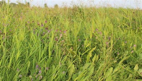 Alfalfa sprouts are considered safe and nutritious but may cause side effects in some people. What Does Alfalfa Tea Taste Like? - Tea In Abstraction