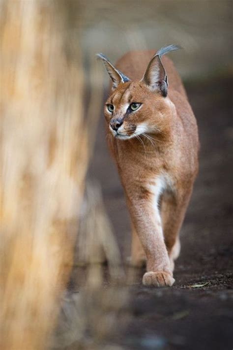 See full list on exoticanimalsforsale.net 13 Facts about The Cutest Species " Caracal Cat " - Cats ...
