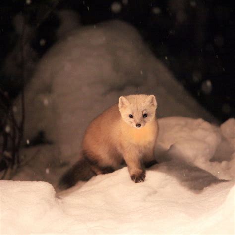 Snowy Night Rare Wild Animals Ezo Kuroten Is Not Only Inhabited