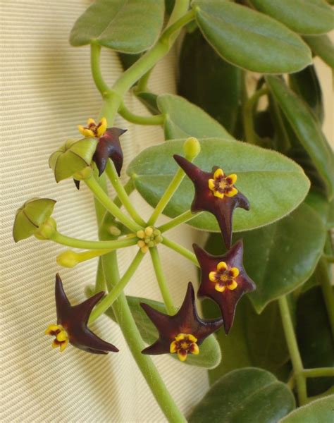 Hciliata The Black Hoya 169 Hoya Plants Wax Flowers Guava Tree