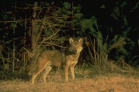 Redwolfinthegreatsmokymountains Go To National Parks