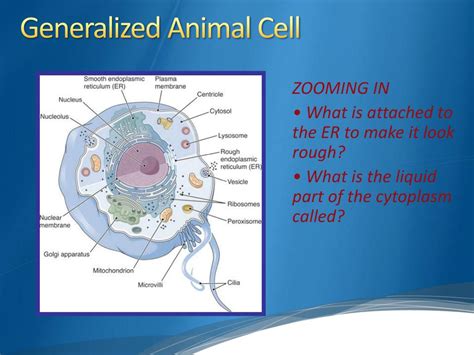 Check spelling or type a new query. PPT - Cell Structure and Function PowerPoint Presentation ...