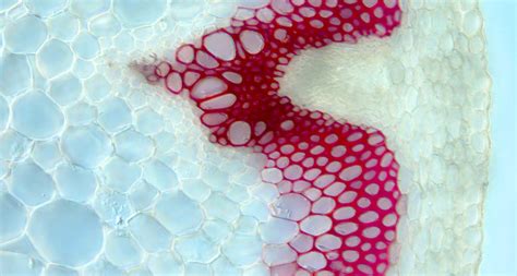 It is largely found in the thickened secondary wall but can occur elsewhere close to the in plant cell walls, lignin monomers seem to be present in vivo in the form of cinnamyl alcohols. To make biofuel, cut the lignin | Science News