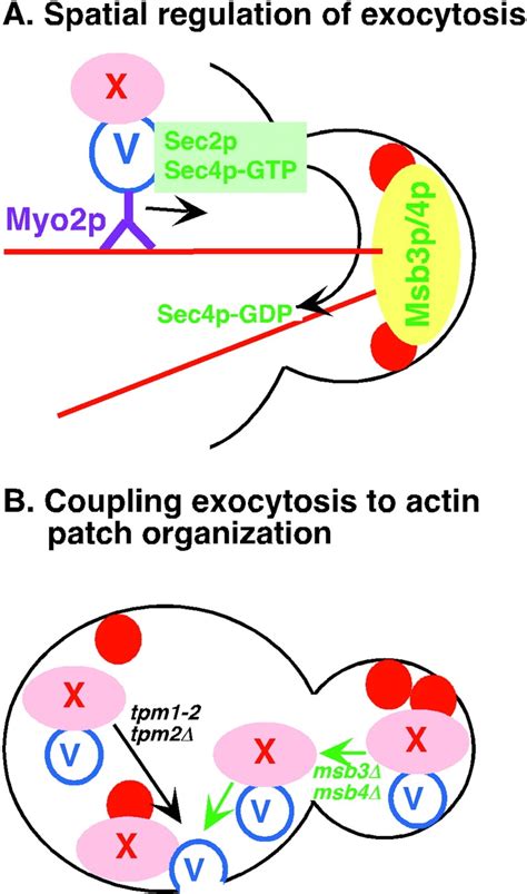 Models On The Spatial Regulation Of Exocytosis And On The Coupling Of