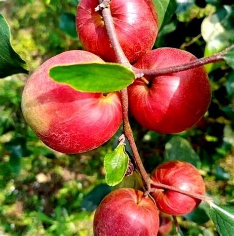 Genuine Thai Ball Sundari Apple Ber Plant For Garden At Rs 9plant In Kolkata