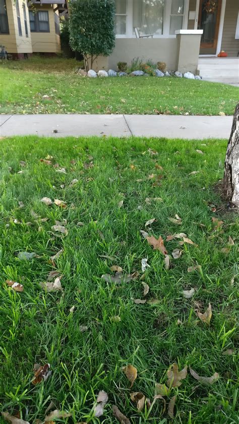 Tall Fescue Lawn Wilting In Spots In 7ab Lawncare