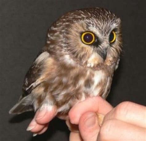 Búho Bebé Baby Owls Saw Whet Owl Owl