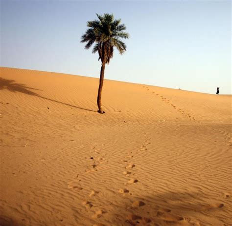 Sahelzone Begrünung Drängt Wüste Zurück Welt