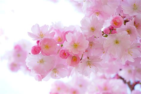 805016 Flowering Trees Closeup Sakura Pink Color Rare Gallery Hd