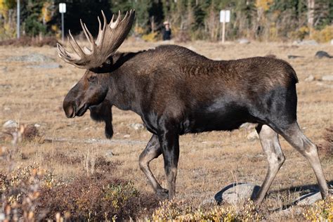 Moose Shiras Moose Ndow