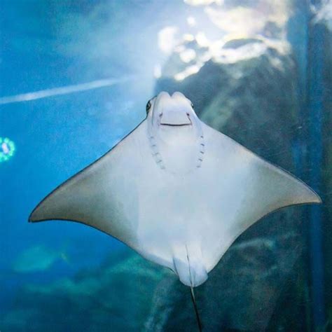 Stingray Sea Life Bangkok Ocean World