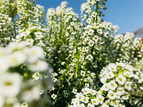 White Verbena Flowers · Free Stock Photo