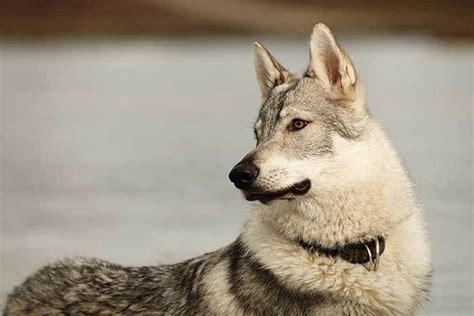 We did not find results for: The Ultimate Guide To The Tamaskan Dog