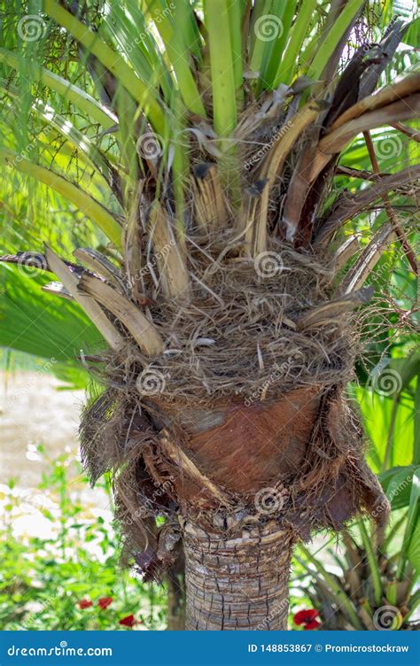 Palm Plant With Green Stems And Branches Stock Image Image Of Flora