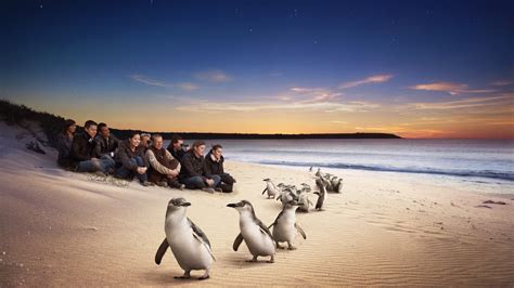 One Day Phillip Island Penguin Parade And Wildlife Adventure Tour Tour